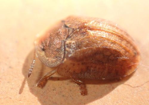 Réf. 323 442 : Hypocassida sp.
